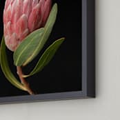 "Protea Dark Queen" - Art Print in Protea by Ilze Lucero - Frame Close-up