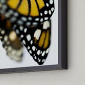 "New Morning" - Art Print in Monarch orange by Janie Allen - Frame Close-up