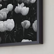 "Tina Tulip" - Art Print in Tulip Grey by K.Short - Frame Close-up