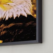 "Bald Eagle, Golden Hour" - Art Print in Eagle Eye Yellow by Mariecor Agravante - Frame Close-up