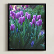 "Tulips in the Morning" - Art Print in Lavender by Vanessa Wyler - Framed