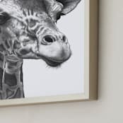 "Giraffe" - Art Print in graphite by Jerry Winick - Frame Close-up