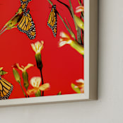 "Monarch Butterflies Sunset 2" - Art Print in Sunset Red by Elena Kulikova - Frame Close-up