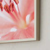 "Lily Splash II" - Art Print in Blush by Renée Stramel - Frame Close-up