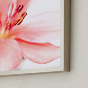 "Lily Splash I" - Art Print in Blush by Renée Stramel - Frame Close-up