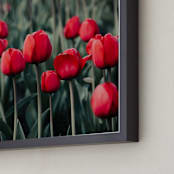 "Red Tulips" - Art Print in Red by Lucila Naves - Frame Close-up