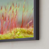 "Sporophyte" - Art Print in Muted Blues and Reds by Lynn Lehto - Frame Close-up