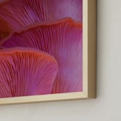 "Pink Oyster Mushrooms" - Art Print in Dreamy Pink Violet by Elena Kulikova - Frame Close-up