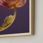 "Delicate Tulip" - Art Print in Purple Plum by Elena Kulikova - Frame Close-up