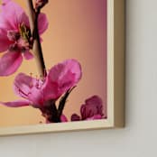 "Vibrant Cherry Blossoms" - Art Print in Petal Pink by Elena Kulikova - Frame Close-up