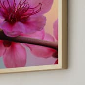 "Vibrant Cherry Blossoms 2" - Art Print in Petal Pink by Elena Kulikova - Frame Close-up