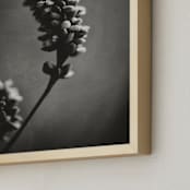 "Wild Grass Study by Stacy Kron" - Art Print in Monochrome by Stacy Kron - Frame Close-up