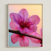 "Vibrant Cherry Blossoms 2" - Art Print in Petal Pink by Elena Kulikova - Framed
