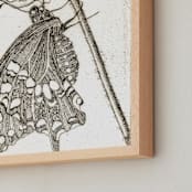 "Papillon et Papaver" - Art Print in Sepia by Stephanie Toral - Frame Close-up