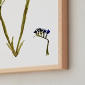 "Statice Purple" - Art Print in Royal Purple by Stick and Petal - Frame Close-up
