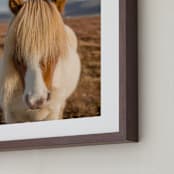 "Icelandic Horses I" - Art Print in Golden by Crystal Lynn Collins - Frame Close-up