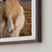 "Icelandic Horses I" - Art Print in Golden by Crystal Lynn Collins - Frame Close-up