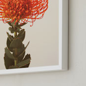 "Protea I" - Art Print in tangerine by Kamala Nahas - Frame Close-up