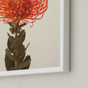 "Protea I" - Art Print in tangerine by Kamala Nahas - Frame Close-up
