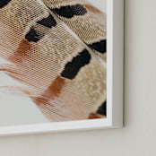 "Feather Study I" - Art Print in Auburn by Becca Beers - Frame Close-up