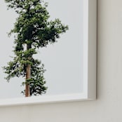 "Solo" - Art Print in spring rain by Kamala Nahas - Frame Close-up