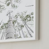 "Aspens at Altitude" - Art Print in Wonderfully White by Kaleb Nimz - Frame Close-up