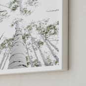 "Aspens at Altitude" - Art Print in Wonderfully White by Kaleb Nimz - Frame Close-up