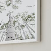 "Aspens at Altitude" - Art Print in Wonderfully White by Kaleb Nimz - Frame Close-up