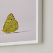 "Tiny Wings" - Art Print in Dusty Pink by Andrew McClintock - Frame Close-up
