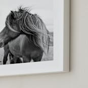 "A Horse and the Wind" - Art Print in Icland wind by Ilze Lucero - Frame Close-up