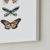 "Butterfly Colorful Watercolors" - Art Print in Butterfly wing black by Lauren Rogoff - Frame Close-up