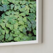 "Giant Muir Wood Clovers" - Art Print in Clover Green by Sharon Rowan - Frame Close-up