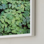 "Giant Muir Wood Clovers" - Art Print in Clover Green by Sharon Rowan - Frame Close-up