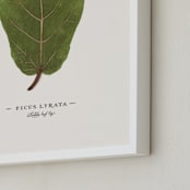 "Ficus lyrata" - Art Print in Fig Leaf Green by Andrew McClintock - Frame Close-up