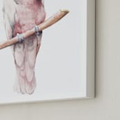 "Rose Breasted Cockatoo, Simply Elegant" - Art Print in Pale Rose Pink by Lauren Rogoff - Frame Close-up