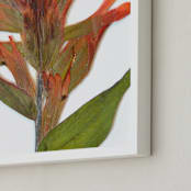 "Member 4" - Art Print in Floral Blush by Shannon - Frame Close-up