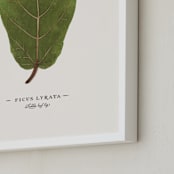 "Ficus lyrata" - Art Print in Fig Leaf Green by Andrew McClintock - Frame Close-up