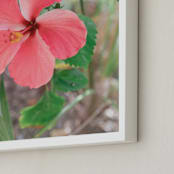 "Yucatan VIII" - Art Print in Hibiscus by Lindsay Ferraris Photography - Frame Close-up