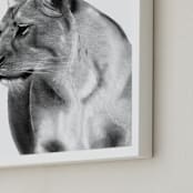 "Lioness Charcoal Drawing" - Art Print in Charcoal by Becky Nimoy - Frame Close-up