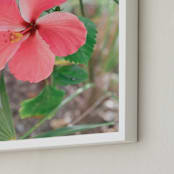 "Yucatan VIII" - Art Print in Hibiscus by Lindsay Ferraris Photography - Frame Close-up