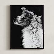"Kai" - Art Print in Black White by Amy Carroll - Framed Canvas