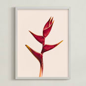 "heliconia 3" - Art Print in Heliconia by Kamala Nahas - Framed