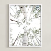"Aspens at Altitude" - Art Print in Wonderfully White by Kaleb Nimz - Framed