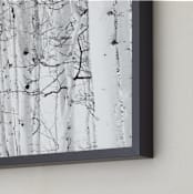 "Colorado Winter Pine" - Art Print in Black and White by Jake Belvin - Frame Close-up