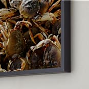 "Crab Catcher" - Art Print in Crabshell Brown by AJD - Frame Close-up