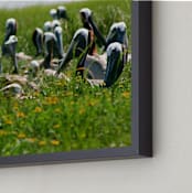 "Pelican Island" - Art Print in Island Green by AJD - Frame Close-up