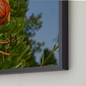 "Springtime Blooming" - Art Print in Orange Blossom by AJD - Frame Close-up