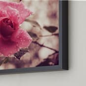 "After the Rain" - Art Print in Rose Pink by Gray Star Design - Frame Close-up