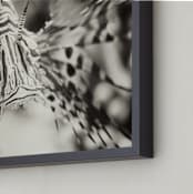 "Lionfish" - Art Print in Black and White by Sara Heilwagen - Frame Close-up