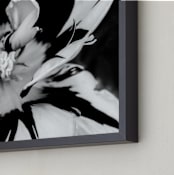 "Zebra Petals" - Art Print in Black and White by Monica Janes Fine Art - Frame Close-up